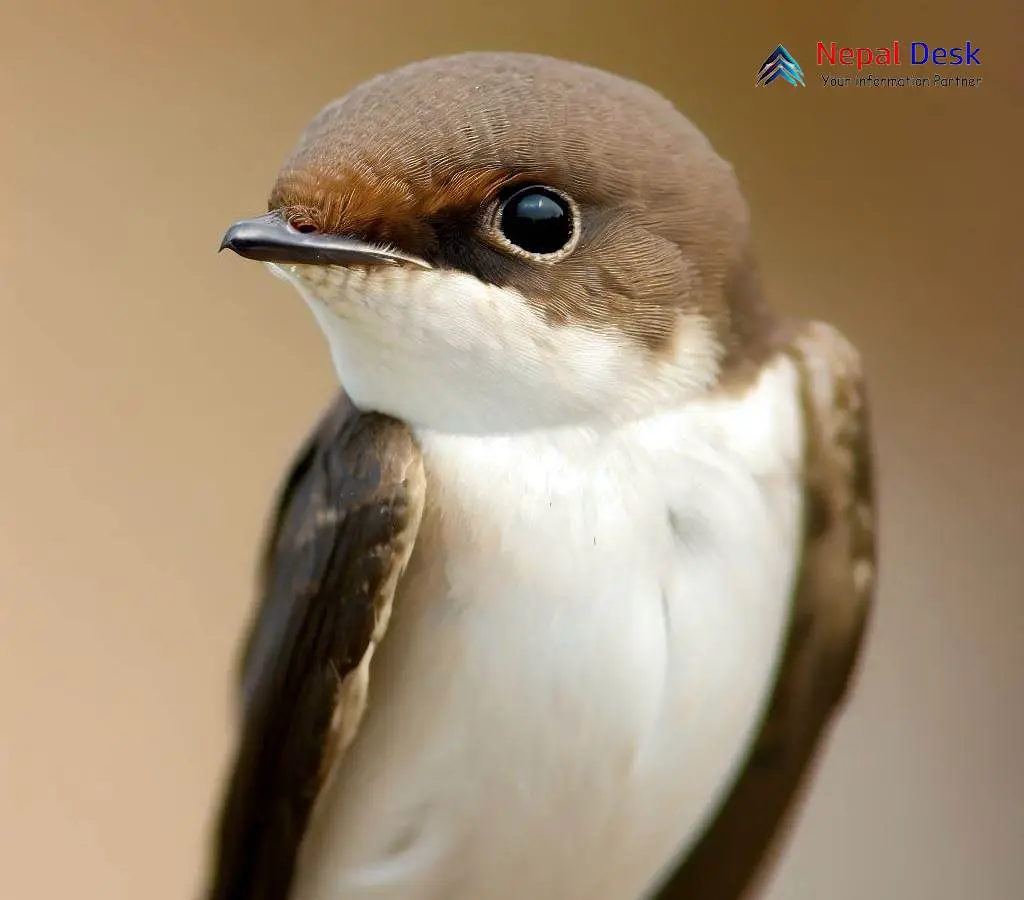 Common Sand Martin A Master of Aerial Agility and Underground Nests